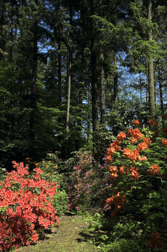 夏天的風景。森林和鮮花