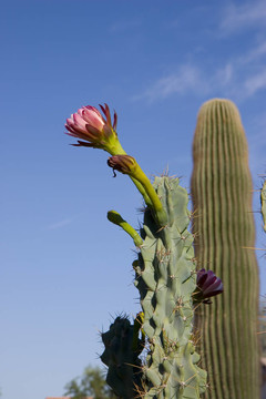 Stenocereus thurberi花