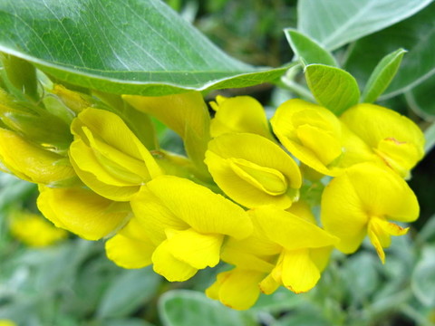 金雀花battandieri