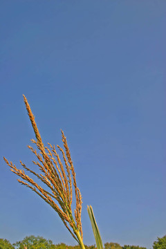 柴郡的玉米田