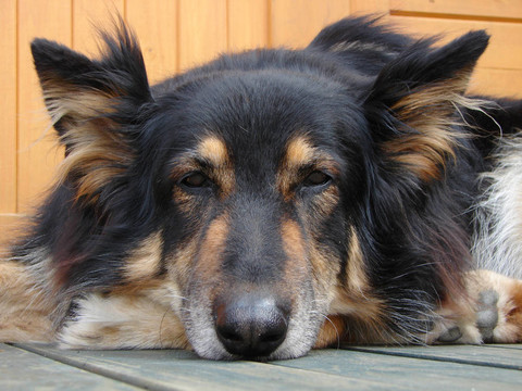 德國牧羊犬