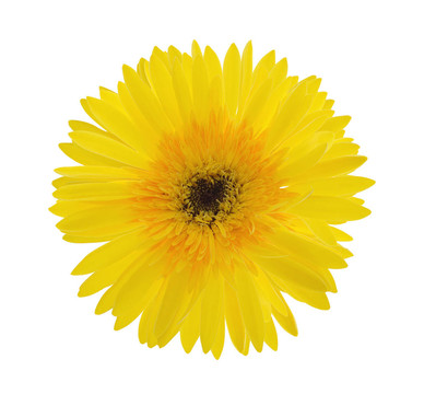 黃Gerber Daisy