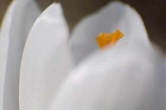 白番紅花