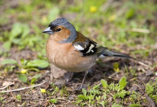在一個草Chaffinch