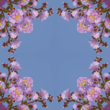 薔薇花