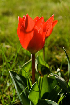 tulpe