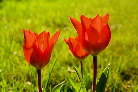 tulpe