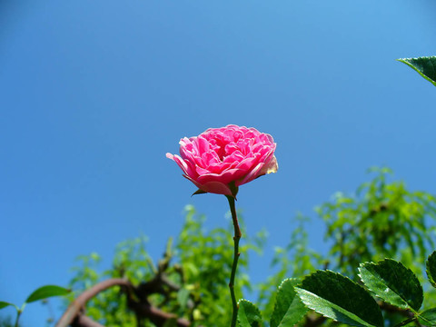 紅玫瑰藍天