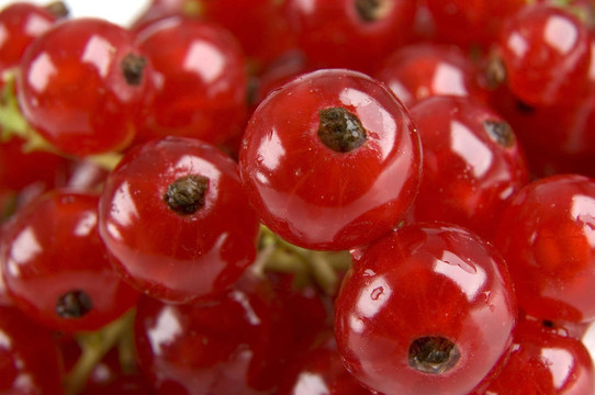 紅醋栗