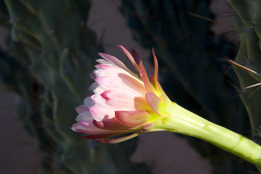 Stenocereus thurberi花