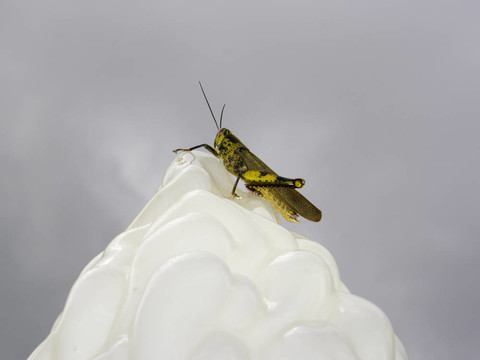 蝗蟲