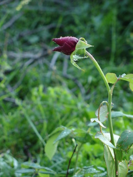 玫瑰花蕾