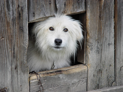 狗