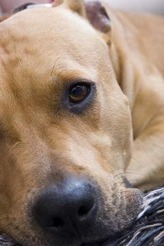 amstaff