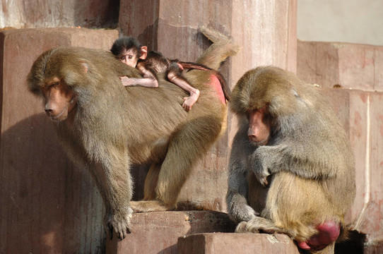 Monky的家人