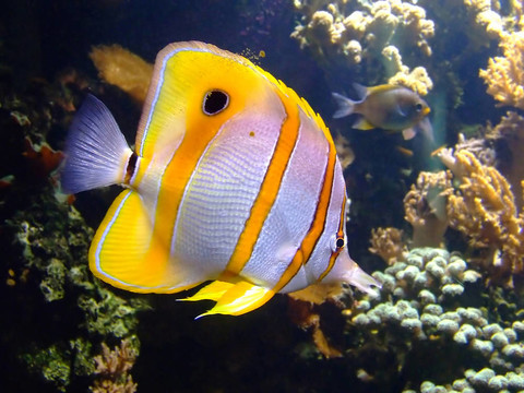 小丑魚