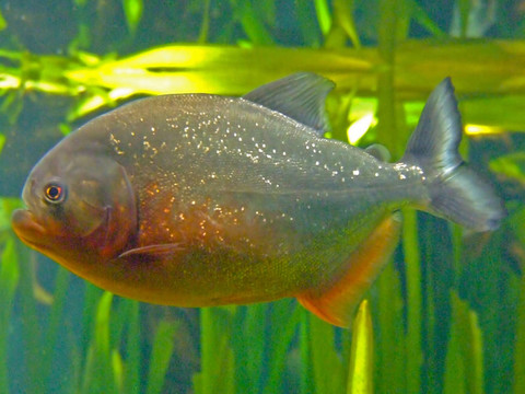 食人魚特寫