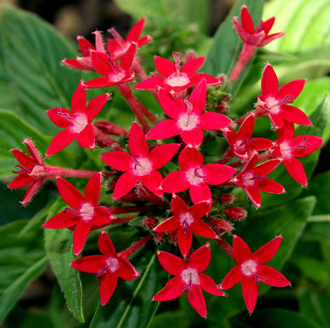 紅花球