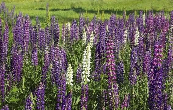 Fieldful of Lupins