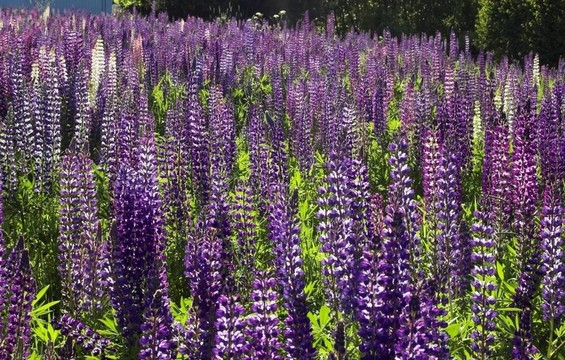 Fieldful of Lupins