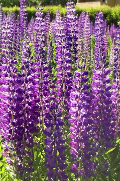 Fieldful of Lupins