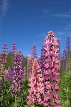 Colourful Lupins 2