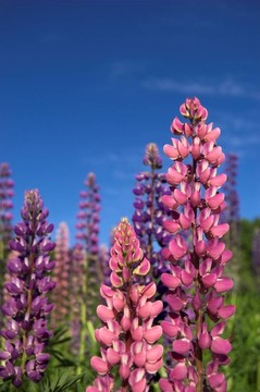 Colourful Lupins 1