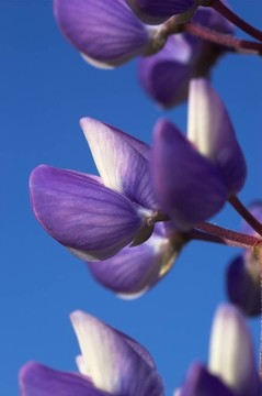 魯冰花