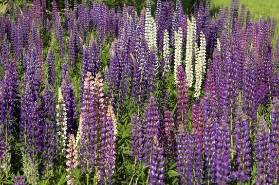 Fieldful of Lupins