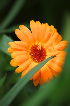 橙花