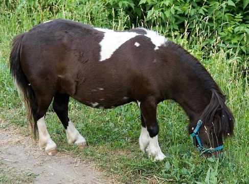 小馬