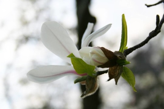 木蘭花