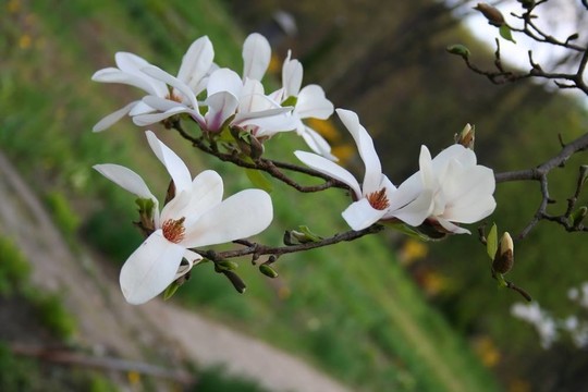 木蘭花