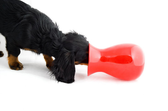 dachshound