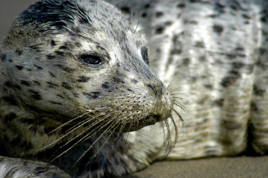 失去了Baby Seal