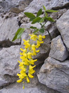 黃色相思花