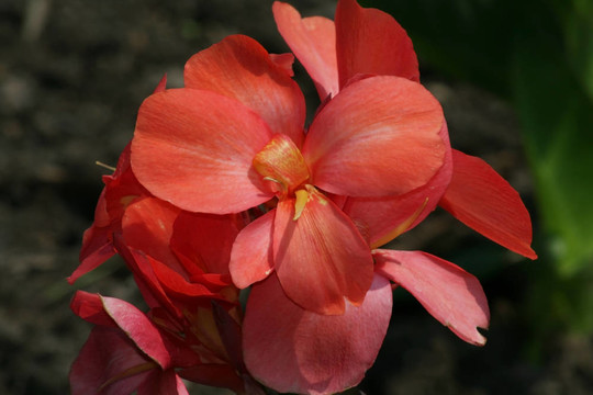 紅色的花