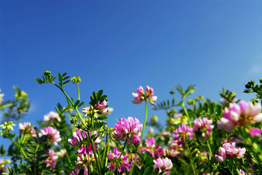 夏天的草地
