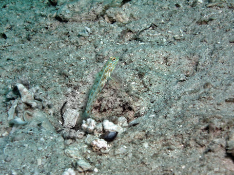 金色的小蝦虎魚