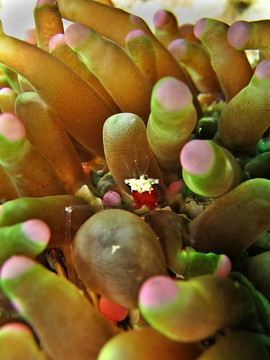 periclemenes kororensis
