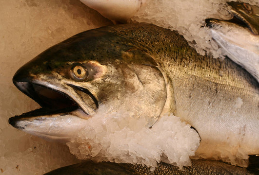 鮭魚(yú)