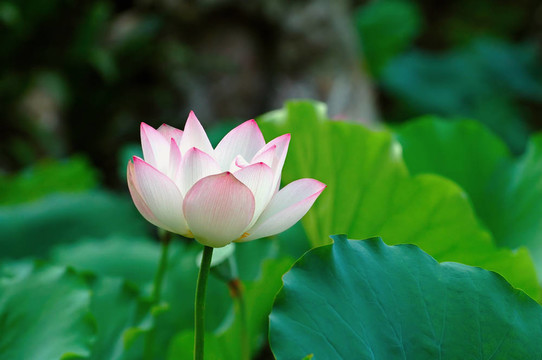 單蓮花間墊（蓮花離開）