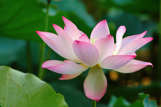 一個(gè)盛開的蓮花
