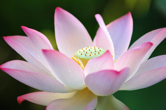 蓮花