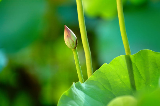 蓮花花蕾