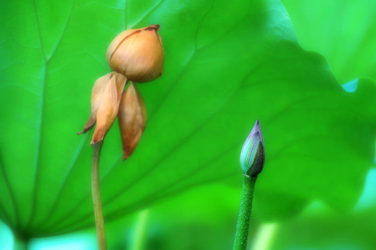 小蓮花芽和凋謝花