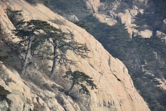 泰山