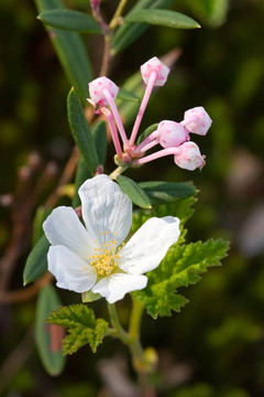 開(kāi)花的野生黃梅