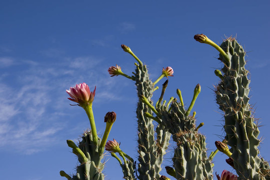 Stenocereus thurberi花