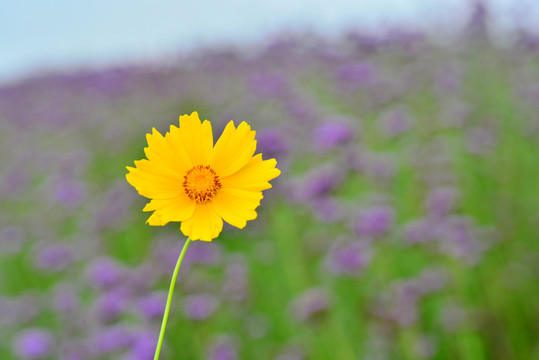 花海